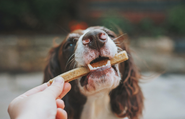 SNACKS ECO AMIGABLES: OPTIMIZAN INGREDIENTES BASADOS EN MOSCAS COMO ALIMENTO PARA MASCOTAS