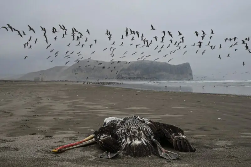 LA GRIPE AVIAR MATA A MILES DE AVES EN PERU